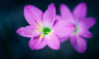 цветы розовые фиолетовый макро
