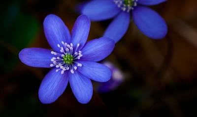 лепестки цветок синий