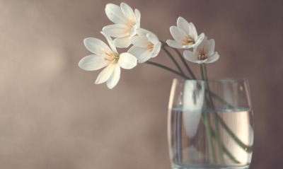 цветы, ваза