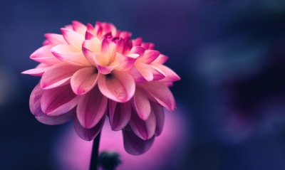 цветок бутон лепестки розовый
