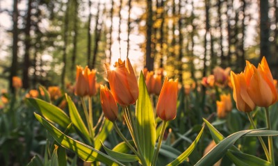 тюльпаны лес лучи солнце