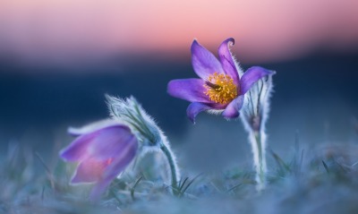 цветы рассвет утро фиолетовый