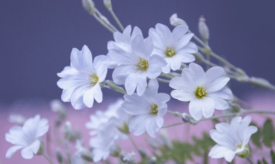 белые цветы лепестки