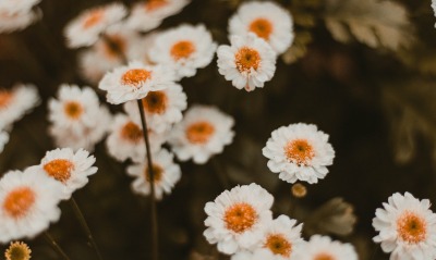 цветы белые полевые куст