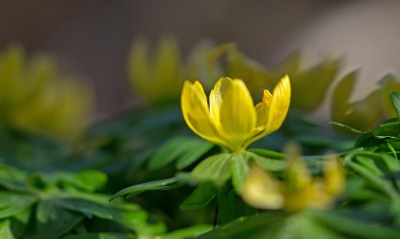 цветок желтый лепестки листья
