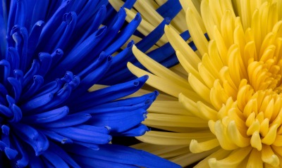 цветы желтый синий макро крупный план