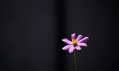 цветок, темный фон