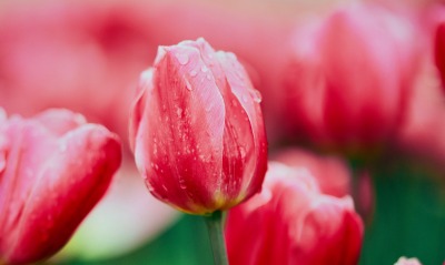 красные тюльпаны весна капли