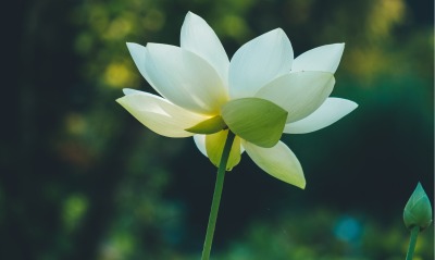 цветок лотос лепестки