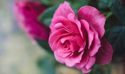 цветок роза кустовая