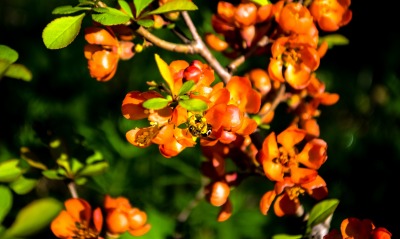 хеномелес цветок ветка оранжевый