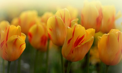 тюльпаны желтые цветы