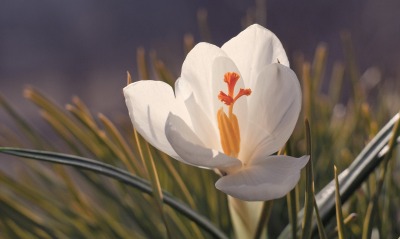 белый тюльпан, макро