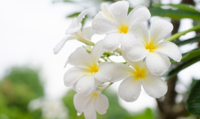 цветок белый плюмерия макро капли