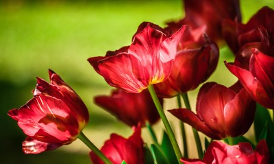 тюльпаны крупный план красные цветы