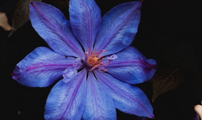 цветок фиолетовый крупный план