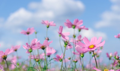 цветы полевые розовый