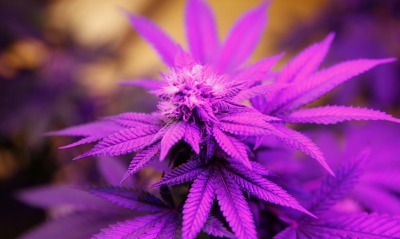 листья цветок фиолетовый