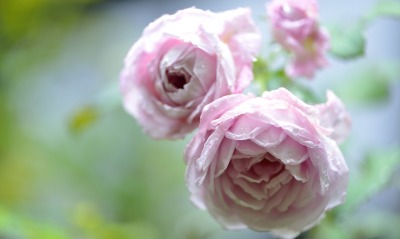 розы бутоны кустовая розовая