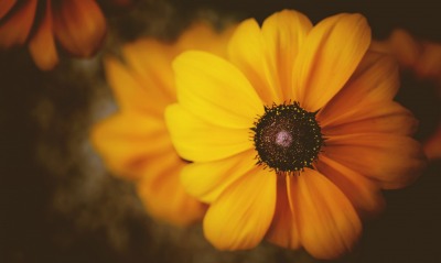 цветок желтый лепестки макро