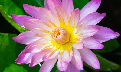 цветок лотос кувшинка крупный план