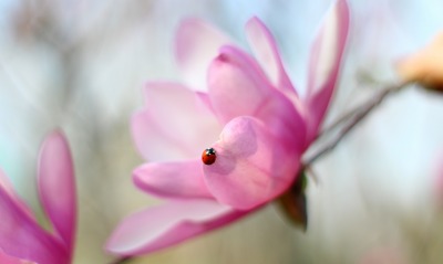 макро божья коровка цветок розовый