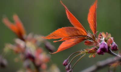 цветок макро листья