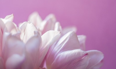 цветок белый лепестки розовый фон фиолетовый