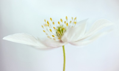 цветок лепестки белый