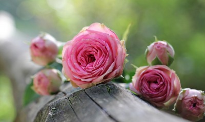 розы бревно крупный план