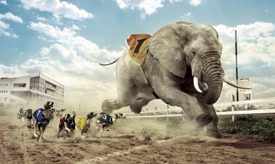 Слон в собачьих бегах
