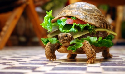 черепаха, сэндвич