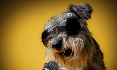 певец, собака