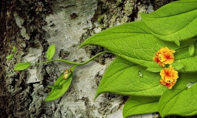 листья ветка лягушка графика кора