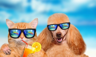 юмор собаки отдых пляж