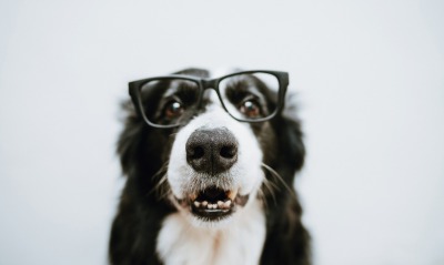 собака, очки