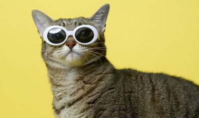 кот в очках четкий желтый фон
