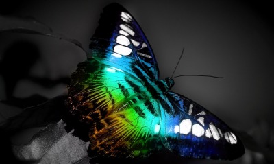 Бабочка и краски