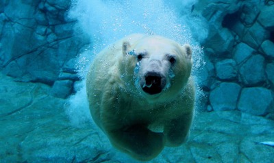 Полный медведь под водой
