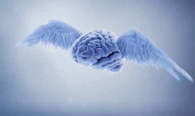 мозг, крылья