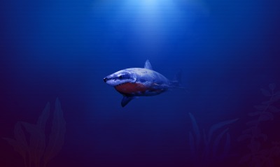 акула море под водой арт