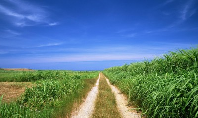 Дорога вдоль полей