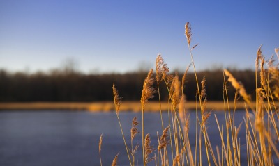 камыши трава озеро