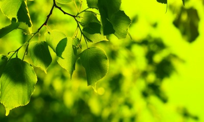 листья зелень лекто лучи