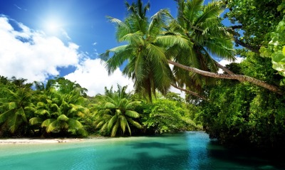 пальмы, река, лето