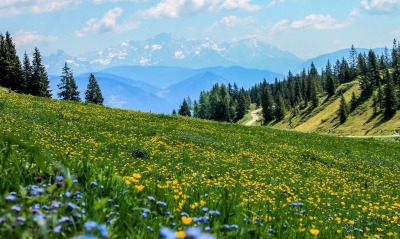 лето горы поляна склон цветы одуванчики