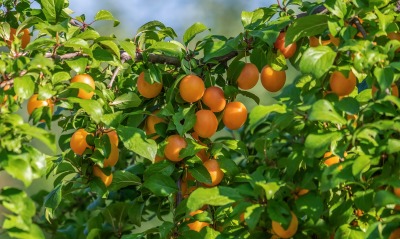 апельсины дерево куст ветви зелень лето