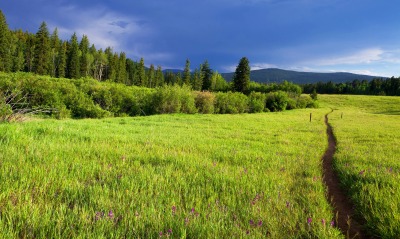 поле зелень лето трава
