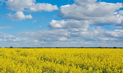 поле рапс желтое облака горизонт