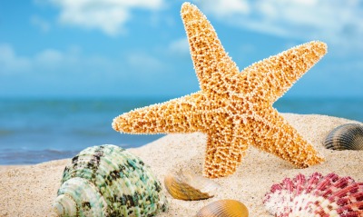 морская звезда пляж песок ракушки море